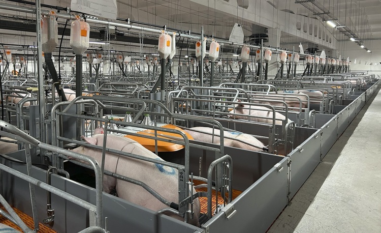 На комплексе «Чунаевский-2» «ПРОДО Омский бекон» введен в эксплуатацию участок опороса