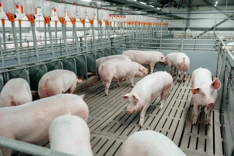Группа «ПРОДО» более чем на треть увеличила производство мяса бройлеров и свинины в Омской области