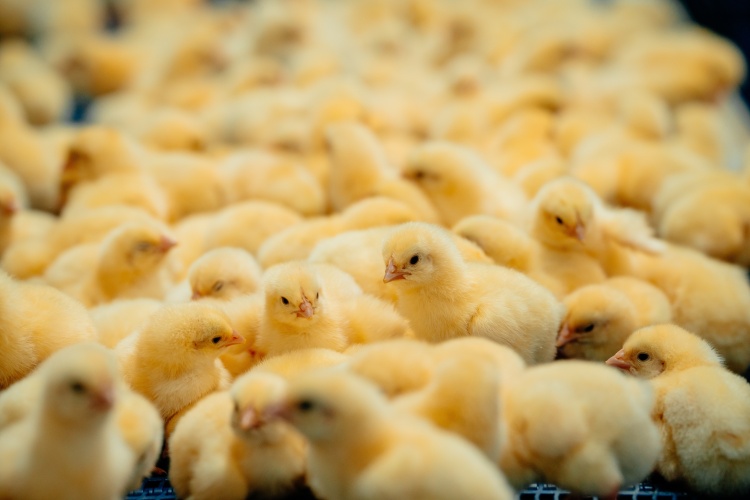 «ПРОДО Тюменский бройлер» подтвердило соответствие международным требованиям пищевой безопасности