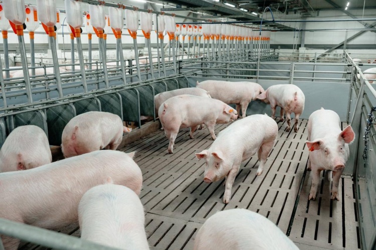 Свиноводческое предприятие Группы «ПРОДО» нарастило ключевые производственные показатели
