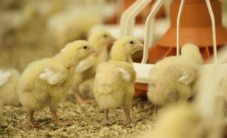 «ПРОДО Птицефабрика Калужская» - в числе крупнейших компаний Калужской области