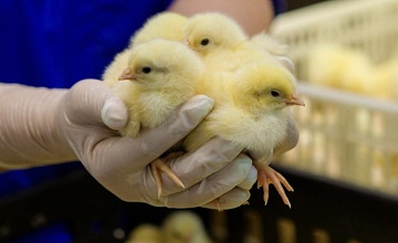 На предприятии Группы «ПРОДО» прошли обучающие мероприятия по птицеводству