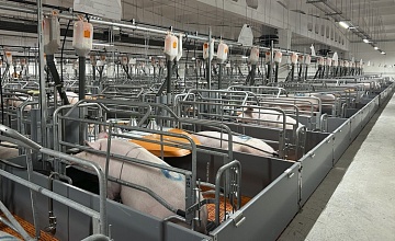 На комплексе «Чунаевский-2» «ПРОДО Омский бекон» введен в эксплуатацию участок опороса