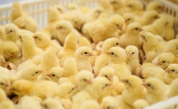 «ПРОДО Тюменский бройлер» повышает сохранность птицы с помощью отечественных разработок