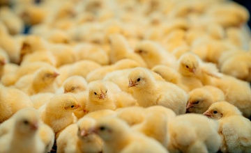 «ПРОДО Тюменский бройлер» подтвердило соответствие международным требованиям пищевой безопасности