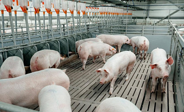 Свиноводческое предприятие Группы «ПРОДО» нарастило ключевые производственные показатели