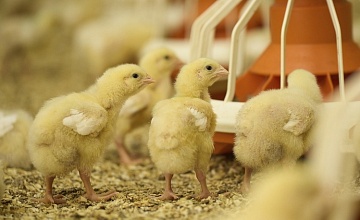 «ПРОДО Птицефабрика Калужская» - в числе крупнейших компаний Калужской области