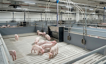 Свиноводческое предприятие «ПРОДО Омский бекон» подтвердило соответствие стандартам качества ИСО